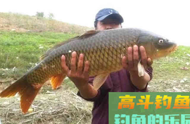 只要我用钓鲤鱼这三大招式,连竿狂拔不是梦 只要我用钓鲤鱼这三大招式,连竿狂拔不是梦