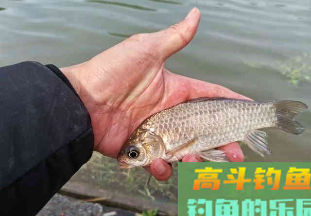 用这种笨办法，立刻区别土鲫、银鲫和工程鲫