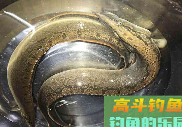 钓蟒蛇鱼真的太浪费子线了 钓蟒蛇鱼真的太浪费子线了