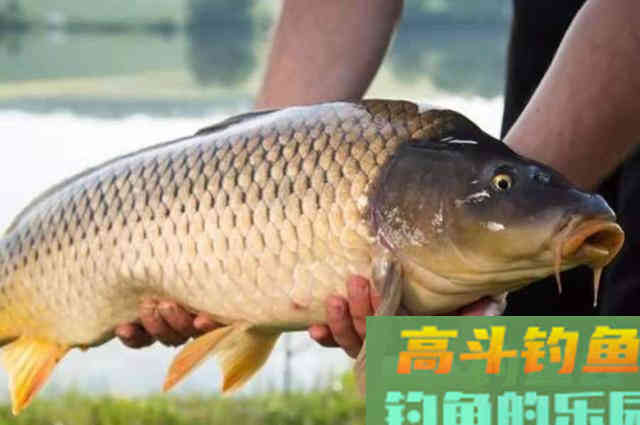 钓大鲤鱼,庆幸我有这钓法绝学 钓大鲤鱼,庆幸我有这钓法绝学