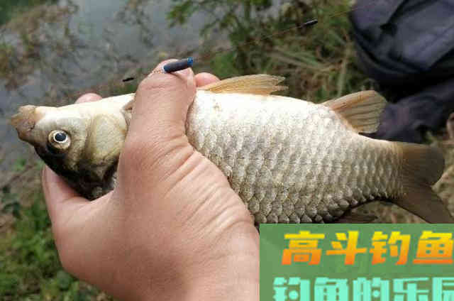 冬天钓大板鲫，用哪种钓法更合适？用过这三招即可