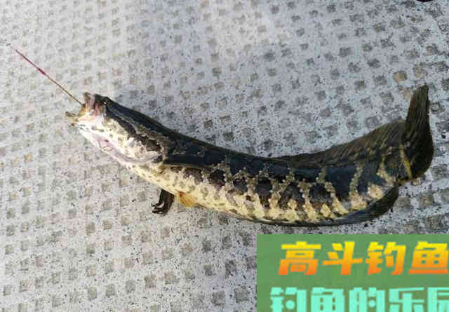 夏季路亚黑鱼难题:只追饵不给口怎么办 夏季路亚黑鱼难题:只追饵不给口怎么办