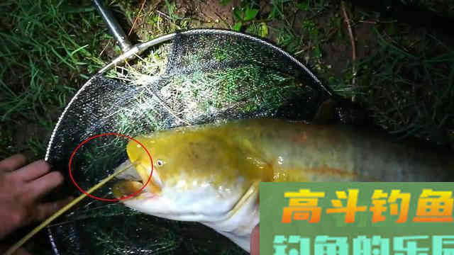夏末秋初钓胡子鲶，子线都能给你磨断