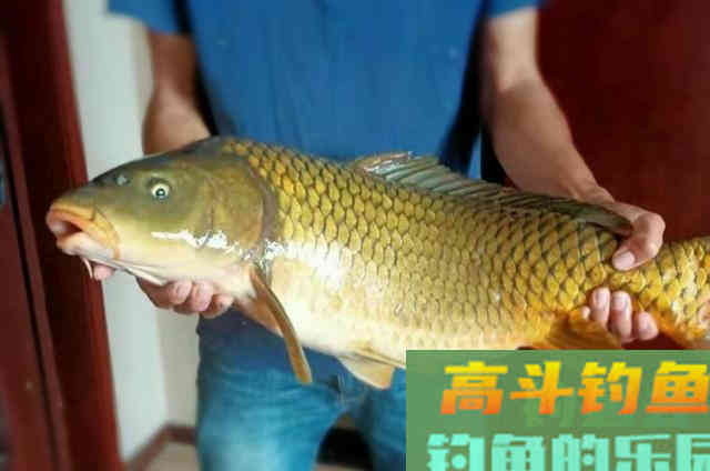 户外野钓时，征服鲤鱼必须要学会的3大技巧