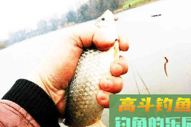 爱信不信!降温后,鲫鱼都藏在这5个地方 爱信不信!降温后,鲫鱼都藏在这5个地方