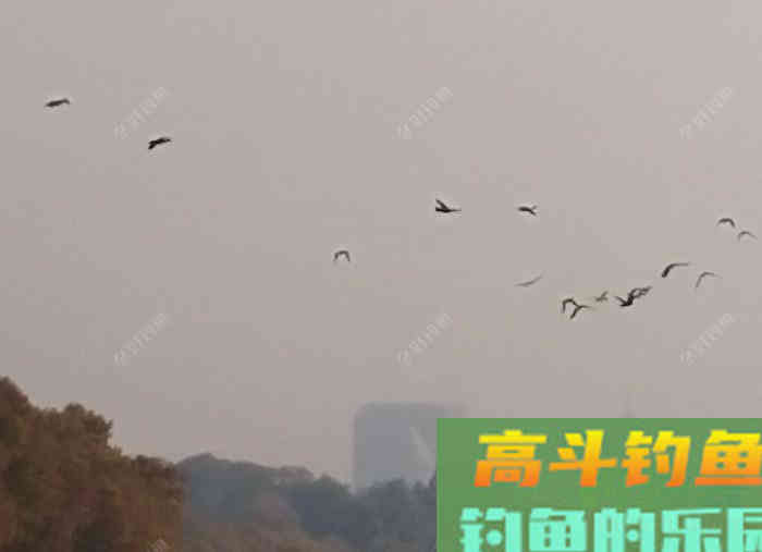冬钓轻口鲫鱼的方法，谈鲫鱼若干漂相与应变技巧