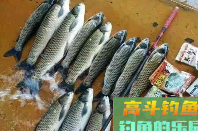 春季气温低，草鱼难钓到怀疑人生？按我说的做
