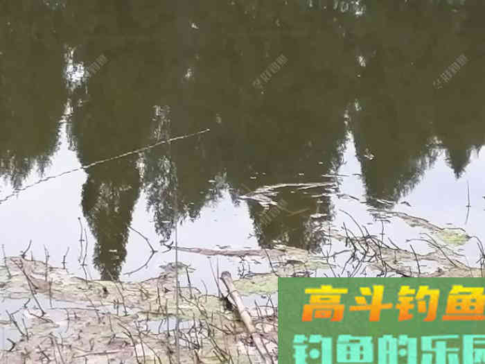 立春后，怎么钓板鲫，看这几招鱼获满满