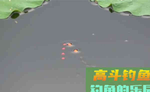 秋季钓鲫鱼的这种方法,效果一点也不含糊 秋季钓鲫鱼的这种方法,效果一点也不含糊