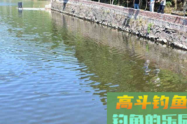 秋末要想钓好鲫鱼，建议你看看这篇文章，助提升渔获