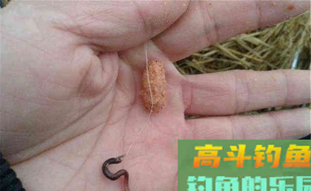 晚秋钓鲫鱼,用蚯蚓、红虫做饵,效果好 晚秋钓鲫鱼,用蚯蚓、红虫做饵,效果好