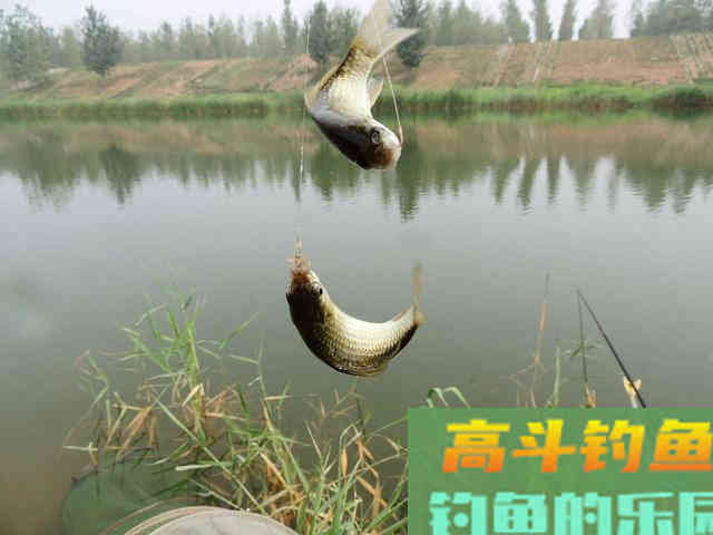 鱼情如此多变,来教你们一个有效的鲫鱼钓法——钓行程 鱼情如此多变,来教你们一个有效的鲫鱼钓法——钓行程