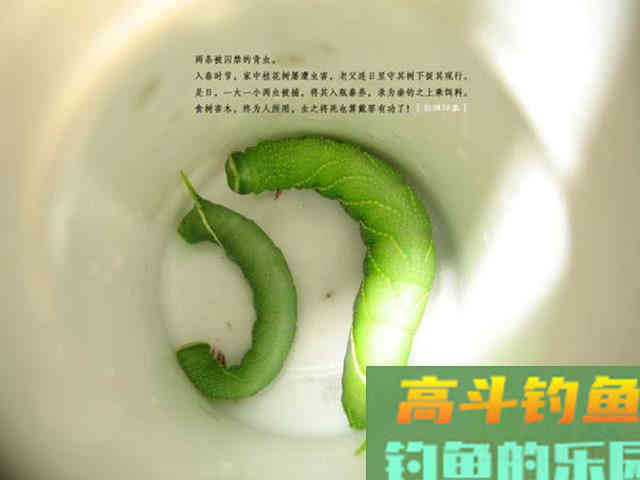 钓鲶鱼的四种动物荤饵,的实用技巧 钓鲶鱼的四种动物荤饵,的实用技巧