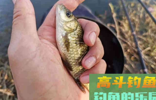 冬天鲫鱼不好钓？教你个新办法，专攻冬天的鲫鱼