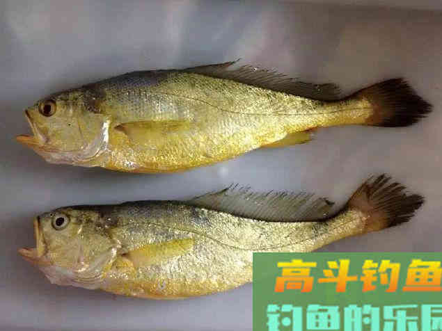 什么是黄鱼？如何垂钓黄鱼的一些技巧