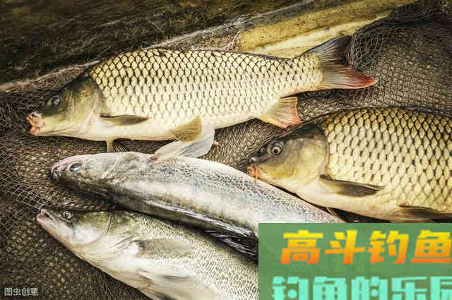 野钓大鲫鱼,这样抓口,有口就上鱼 野钓大鲫鱼,这样抓口,有口就上鱼