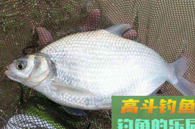 立秋后,万万不能小瞧这鳊鱼钓法 立秋后,万万不能小瞧这鳊鱼钓法