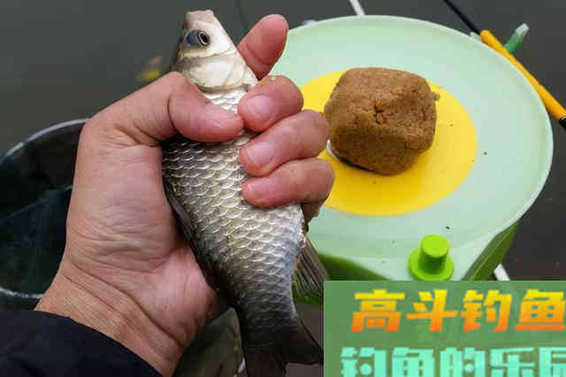 冬季钓鲫鱼,用这样的方法钓,钓到的都是大板鲫 冬季钓鲫鱼,用这样的方法钓,钓到的都是大板鲫