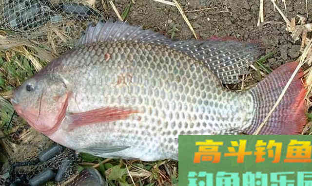 入侵我国河流的罗非鱼,到底有多可怕 入侵我国河流的罗非鱼,到底有多可怕