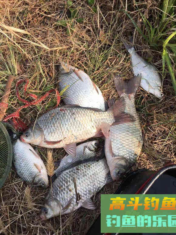 初夏钓大板鲫攻略，产完卵会去这几个地方