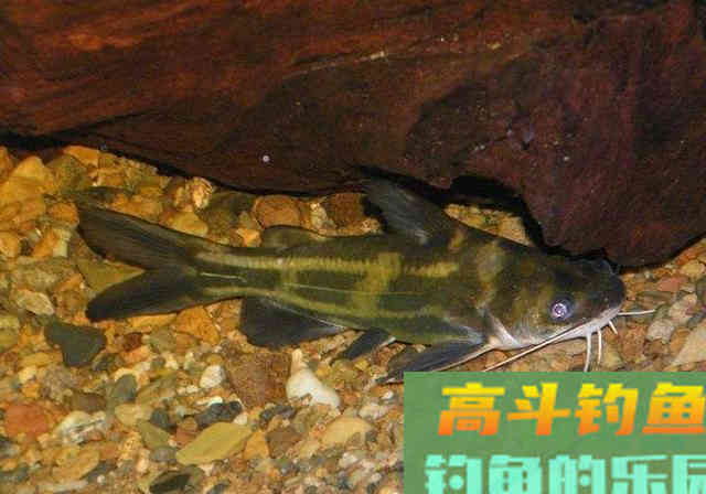 大家都爱钓的黄颡鱼，咬钩死不松嘴，智商堪忧