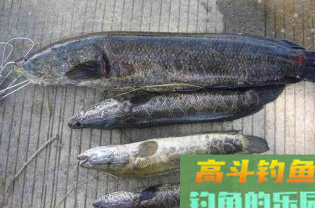 刚到五月,我就喜欢用这黑鱼钓法,效果好,上鱼快 刚到五月,我就喜欢用这黑鱼钓法,效果好,上鱼快