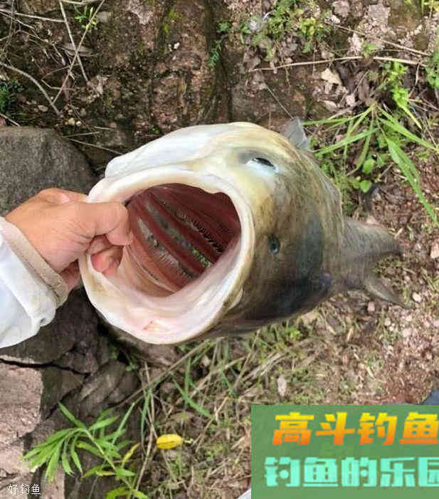 钓鲢鳙的3个妙招,每次钓得都比别人多 钓鲢鳙的3个妙招,每次钓得都比别人多