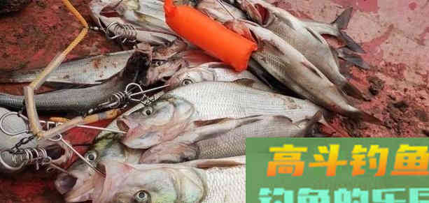 冬季路亚钓鱼,倒钓法野钓翘嘴鱼 冬季路亚钓鱼,倒钓法野钓翘嘴鱼