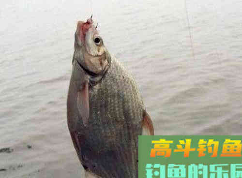 到底初秋如何野钓鳊鱼呢?秋季野钓做好这四点即可 到底初秋如何野钓鳊鱼呢?秋季野钓做好这四点即可