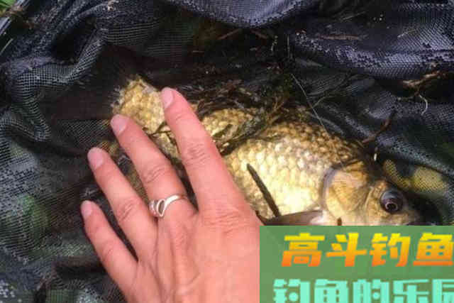 冬天一冷,大鲫鱼反而更好钓 冬天一冷,大鲫鱼反而更好钓