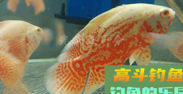 钓一条不认识的鱼,色泽金黄、身材肥硕 钓一条不认识的鱼,色泽金黄、身材肥硕