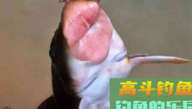 猪嘴鱼何时能重归而来 猪嘴鱼何时能重归而来