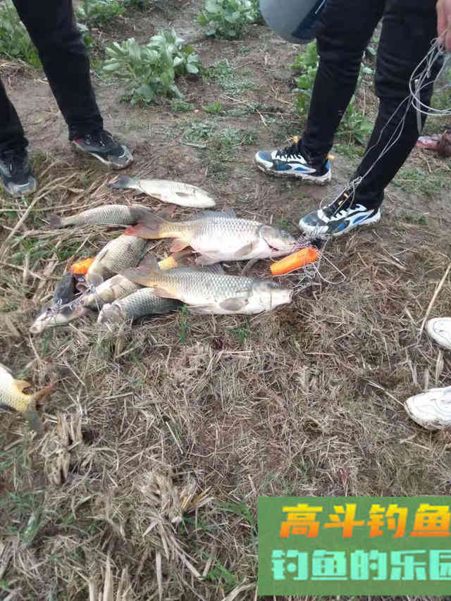 鱼越钓越远怎么办?这些有效的方法,大板鲫连杆不断 鱼越钓越远怎么办?这些有效的方法,大板鲫连杆不断