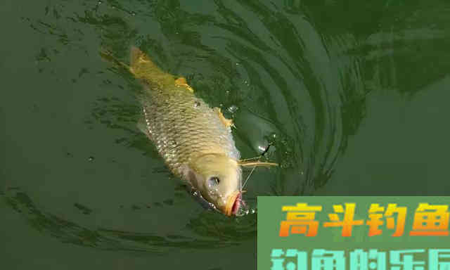 深秋钓鲤,灵活使用这两个调漂思路 深秋钓鲤,灵活使用这两个调漂思路