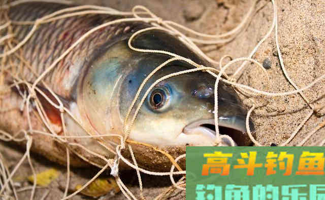 为何鲤鱼在美国像度假,在国内像渡劫 为何鲤鱼在美国像度假,在国内像渡劫