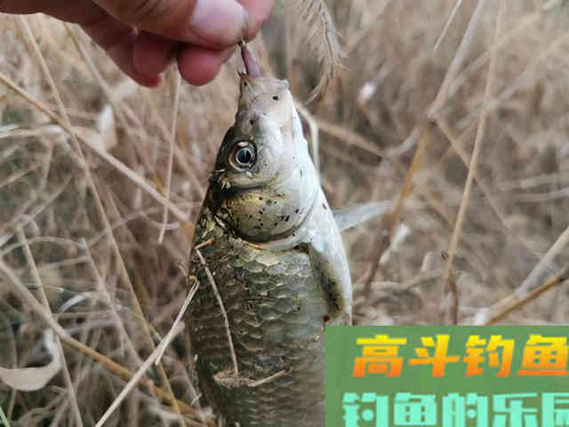降温好钓鲫鱼？别逗了，做不到这两点