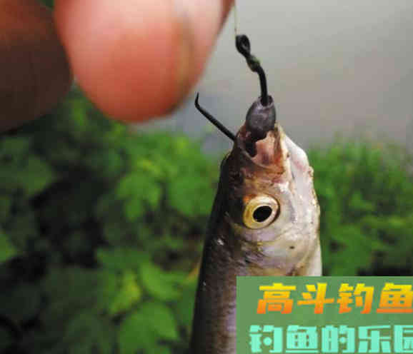 &ldquo;乙&rdquo;字钩，这种钩型是钓鲫鱼的利器