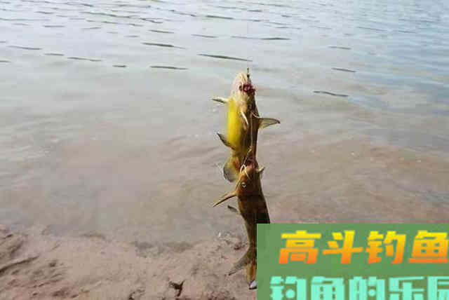 老司机再次分享：诱钓黄骨鱼的正确方式