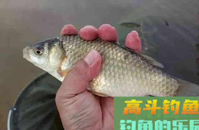 怪不得大板鲫一钓一个准,原来老司机们都有绝招 怪不得大板鲫一钓一个准,原来老司机们都有绝招