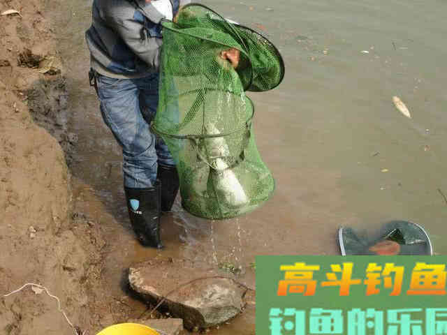 如何区分鲢鱼和鳙鱼,又该如何垂钓此鱼呢?附自制饵 如何区分鲢鱼和鳙鱼,又该如何垂钓此鱼呢?附自制饵