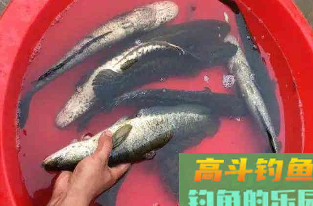 天太热，不料这黑鱼钓法又火了一把
