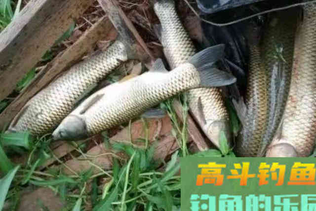 据说六月用这钓法，草鱼格外好钓