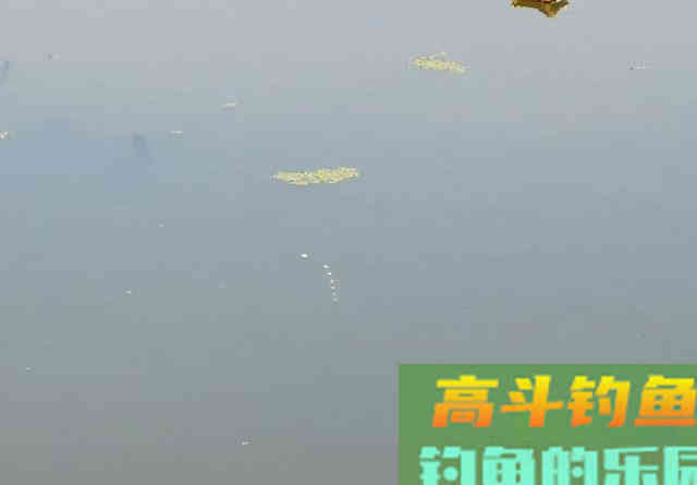 荒废藕塘垂钓鲫鱼，先找出难点再对应施钓