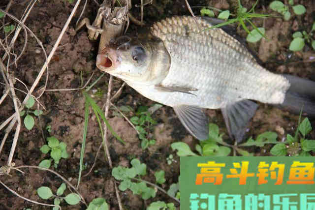 只要窝子打得对路子,连蚯蚓都能钓上来草鱼 只要窝子打得对路子,连蚯蚓都能钓上来草鱼