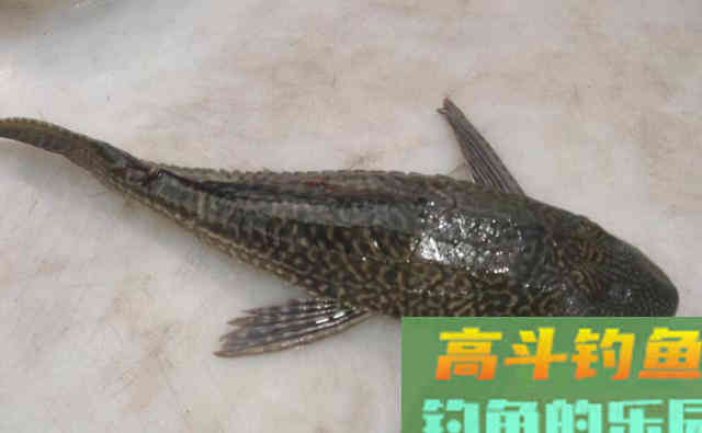 鲫鱼的哭泣!前有狼后有虎,在广东生存为何这么难 鲫鱼的哭泣!前有狼后有虎,在广东生存为何这么难