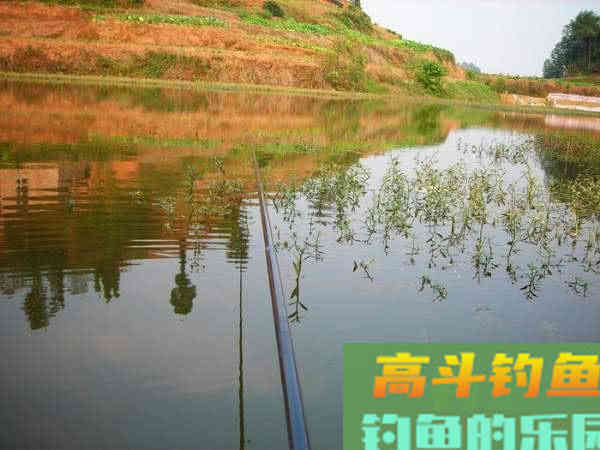 为什么土鲫鱼这么受到钓鱼人的青睐？
