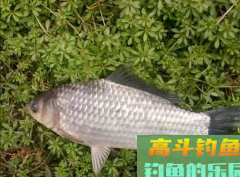 鲫鱼有几种?有的很普通,有的是宫廷贡品 鲫鱼有几种?有的很普通,有的是宫廷贡品