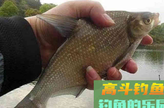 鳊鱼好钓有诀窍,教你一种特色钓法 鳊鱼好钓有诀窍,教你一种特色钓法