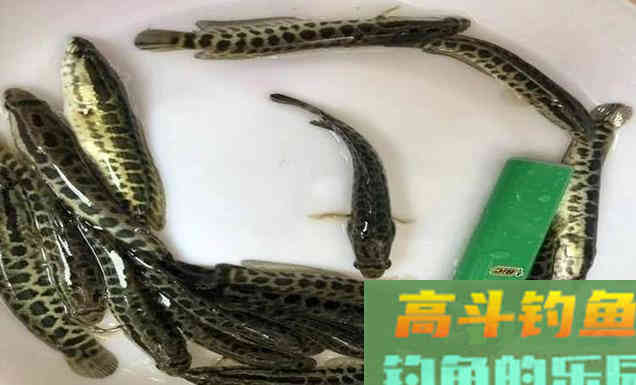 黑鱼的生存方式，以及哺育小黑鱼的理解