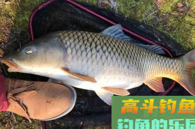 1.0的子线却能钓上五斤重的鲤鱼 1.0的子线却能钓上五斤重的鲤鱼